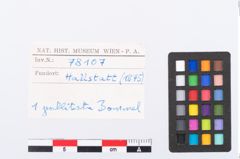 Foto von Bronzeanhänger (NHMW-PRAE-078107)